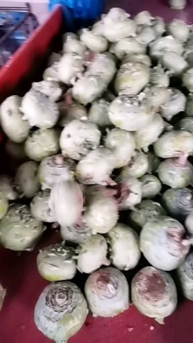 苤蓝大量上市中有需要的来电。