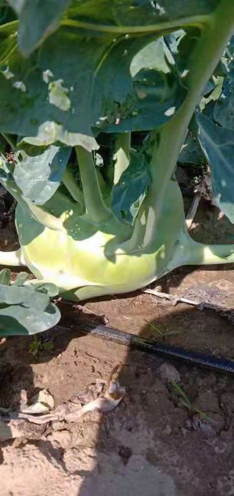 苤蓝大量上市中有需要的来电。
