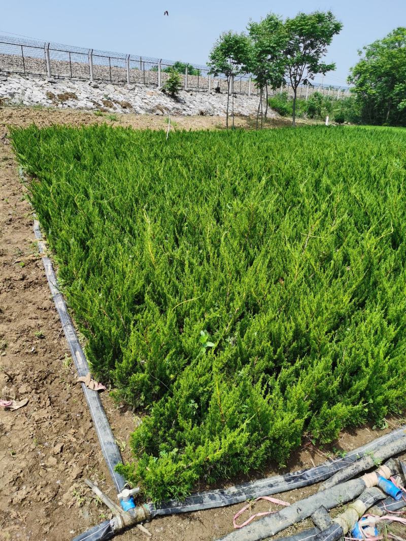 龙柏江苏沭阳基地直供无中间商欢迎新老客户
