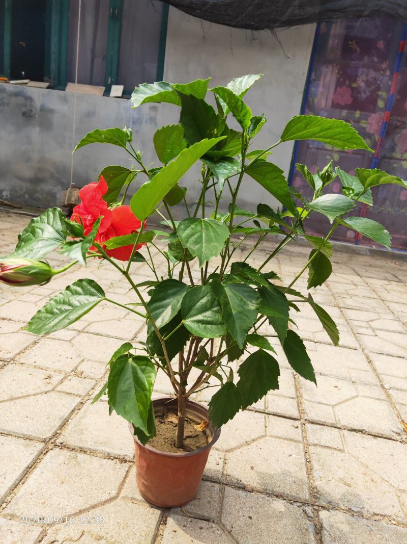 芙蓉牡丹（扶桑）绿化可用量大双色盆大盆自家种植
