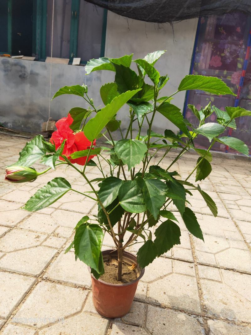 芙蓉牡丹（扶桑）绿化可用量大双色盆大盆自家种植