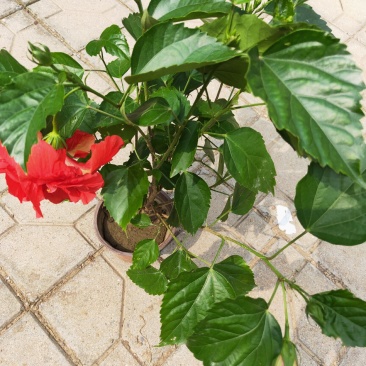 芙蓉牡丹（扶桑）绿化可用量大双色盆大盆自家种植