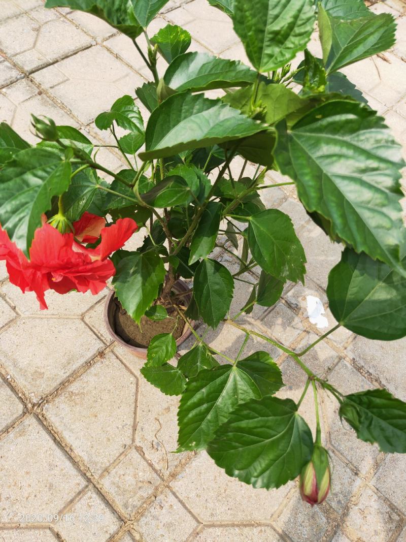 芙蓉牡丹（扶桑）绿化可用量大双色盆大盆自家种植