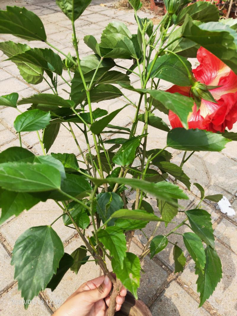 芙蓉牡丹（扶桑）绿化可用量大双色盆大盆自家种植
