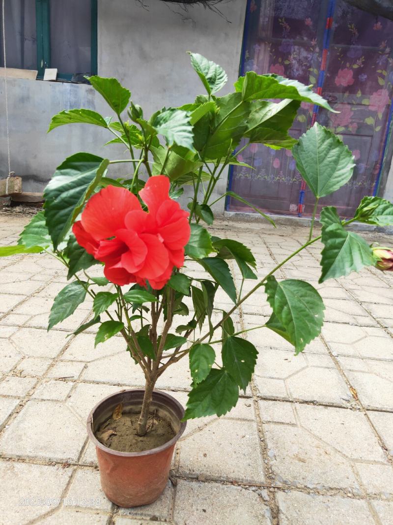芙蓉牡丹（扶桑）绿化可用量大双色盆大盆自家种植