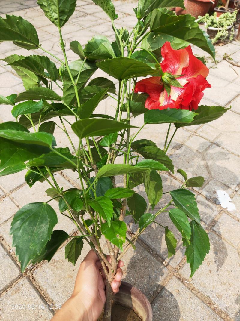芙蓉牡丹（扶桑）绿化可用量大双色盆大盆自家种植