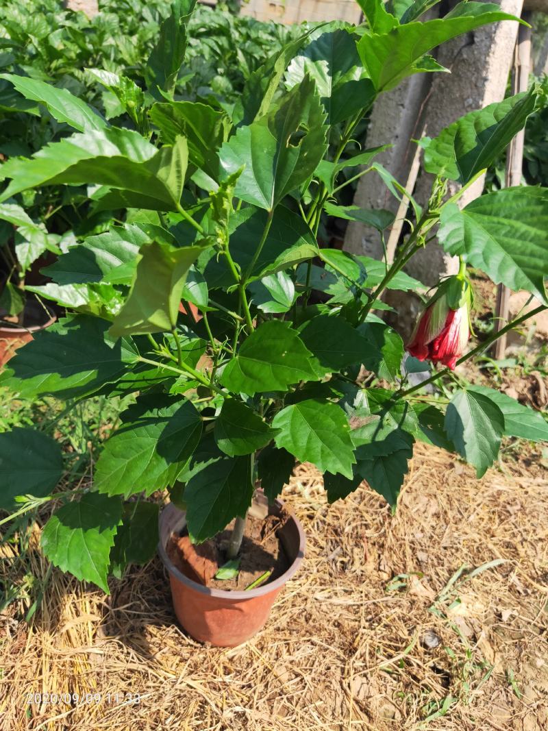 芙蓉牡丹（扶桑）绿化可用量大双色盆大盆自家种植