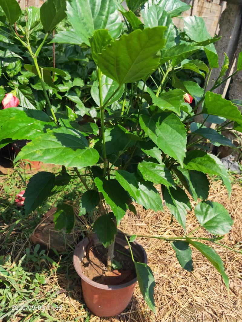 芙蓉牡丹（扶桑）绿化可用量大双色盆大盆自家种植