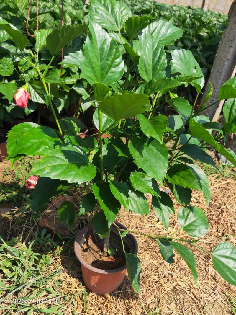 芙蓉牡丹（扶桑）绿化可用量大双色盆大盆自家种植