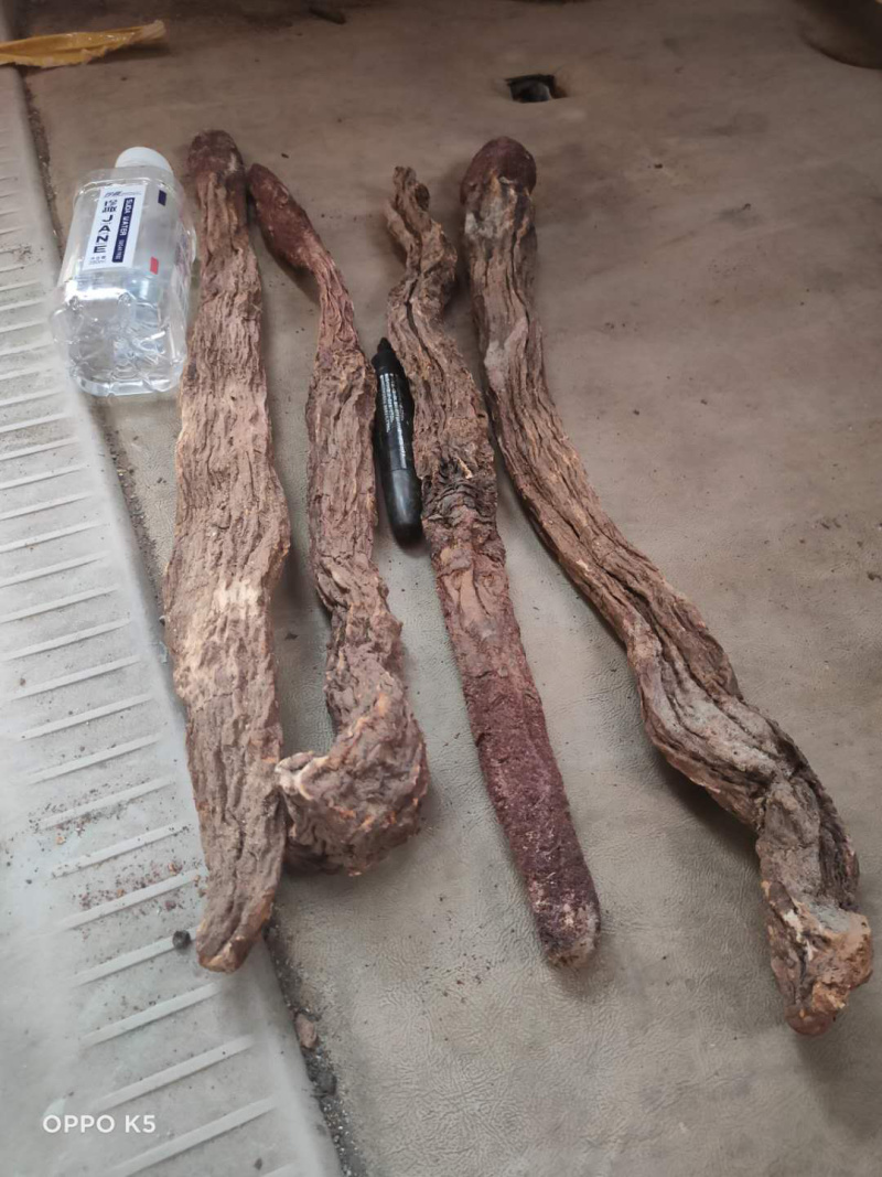 【精品推荐】🔥内蒙金锁阳批发，量大从优