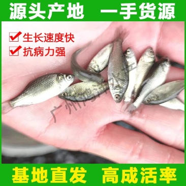 鲫鱼苗中科5号丰产鲫湘云鲫彭泽鲫鱼水花基地直销