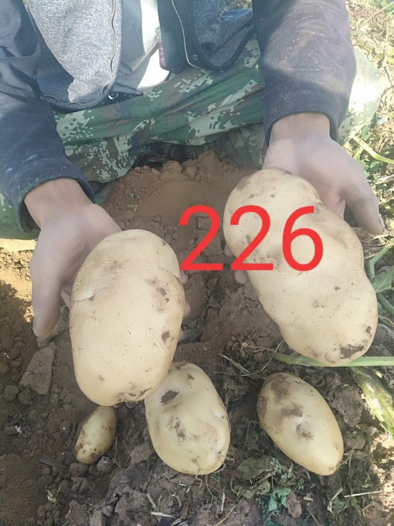 天津土豆批发，荷兰希森v系列，围场基地发