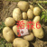 天津土豆批发，荷兰希森v系列，围场基地发