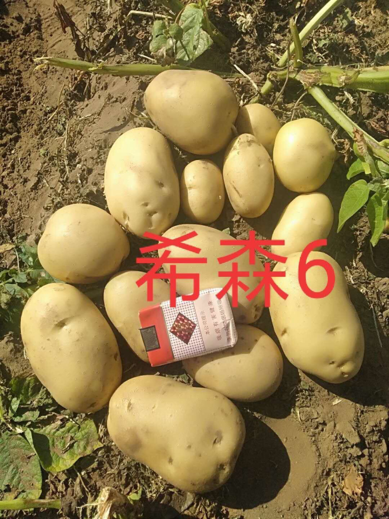 天津土豆批发，荷兰希森v系列，围场基地发