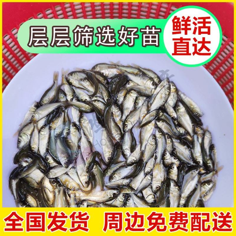 鲤鱼苗禾花鲤鱼鲤鱼水花建鲤鱼红鲤鱼苗批发
