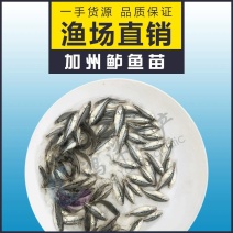 加州鲈鱼苗优鲈三号鲈鱼水花大口黑鲈鱼苗批发