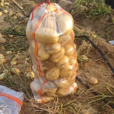 唐山黄心土豆直发，荷兰、希森系列三两起步