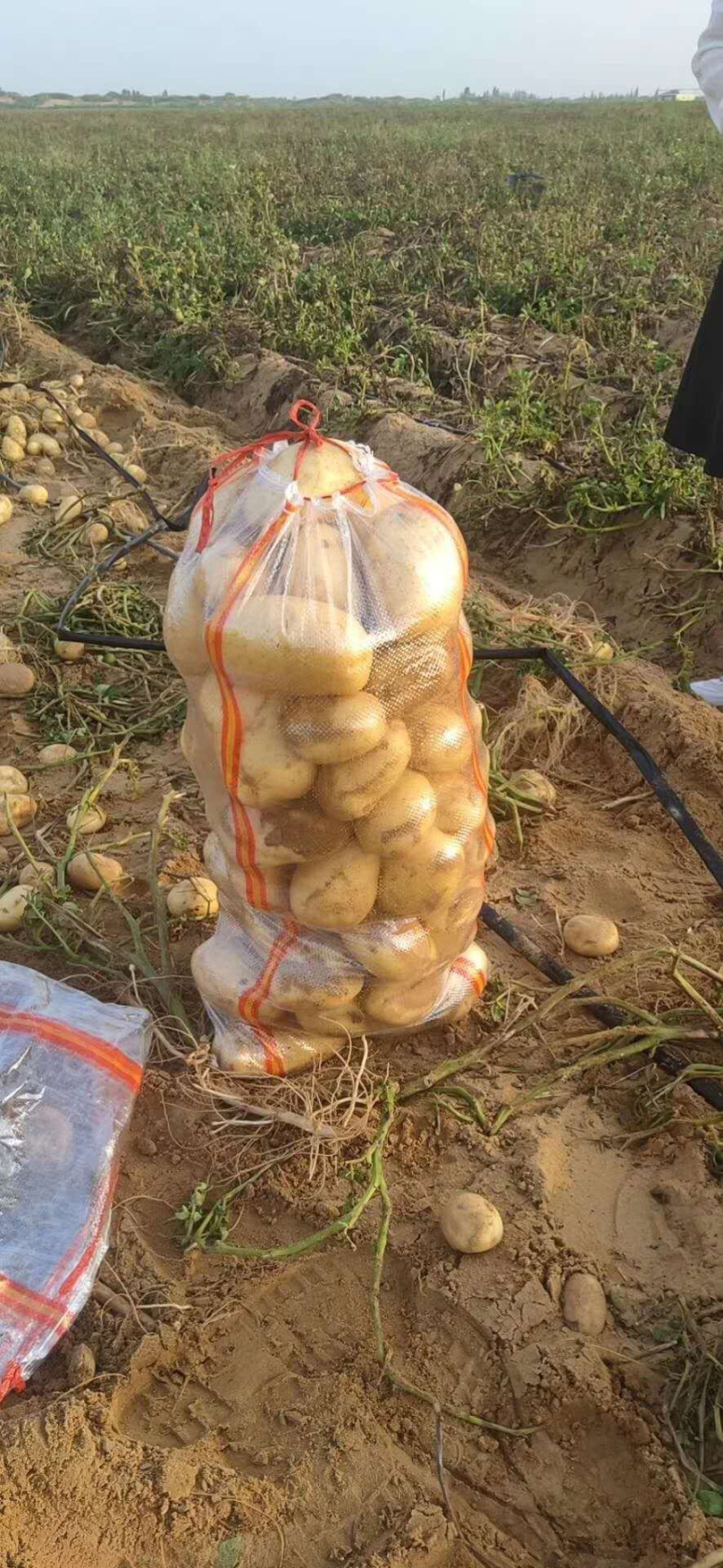 唐山黄心土豆直发，荷兰、希森系列三两起步