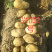 唐山黄心土豆直发，荷兰、希森系列三两起步