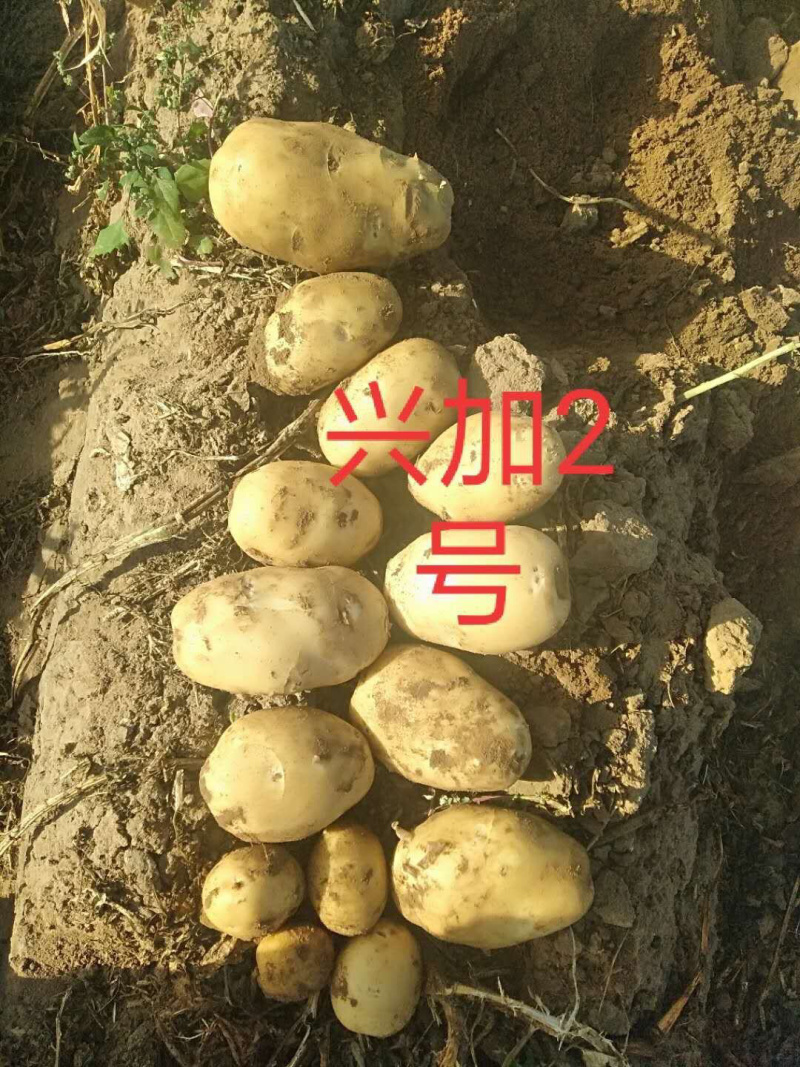 唐山黄心土豆直发，荷兰、希森系列三两起步