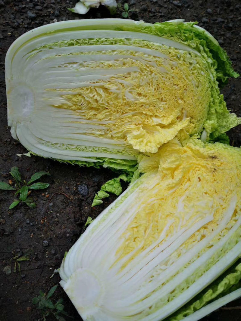 优质黄心白菜：量大质优：专业代收代发全国