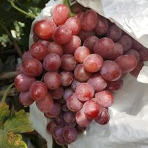 2023年克伦生以葡萄大量上市，颜色好，口感好，适合库存