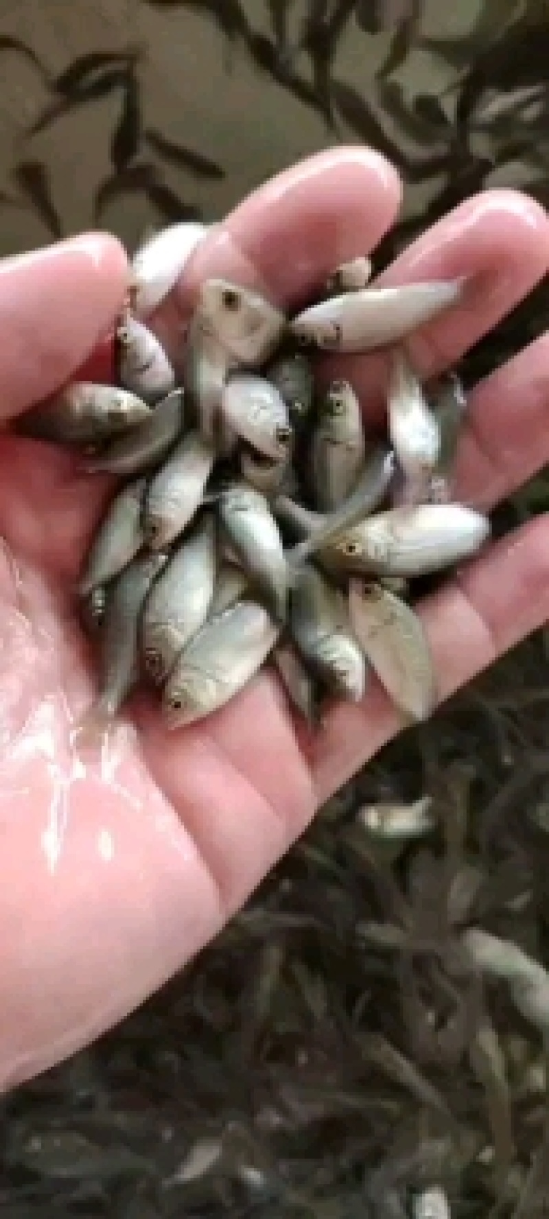 鲈鱼苗加州鲈鱼苗大口黑鲈鱼苗大量供应，请私聊我