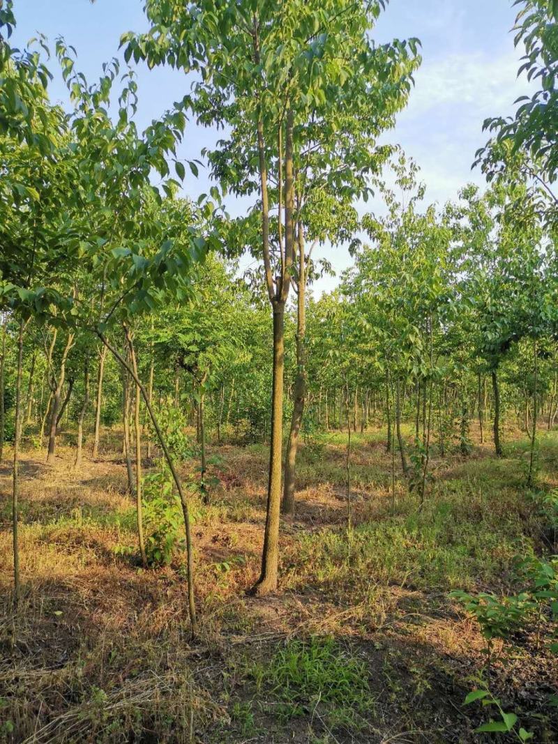 苗圃大量供应3公分国槐小苗，实地照片欢迎选购