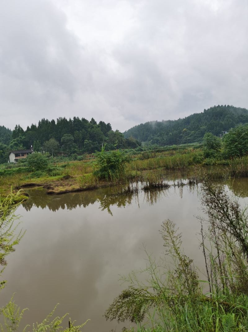 虾塘转租可做其他养殖住宿也不愁