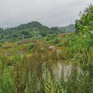 虾塘转租可做其他养殖住宿也不愁