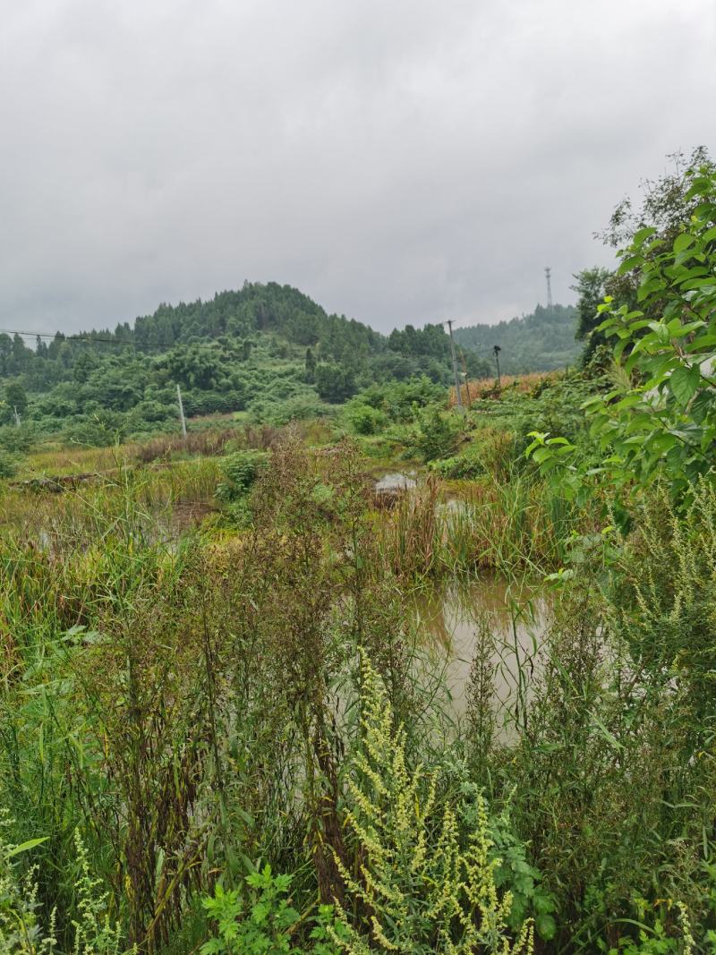 虾塘转租可做其他养殖住宿也不愁