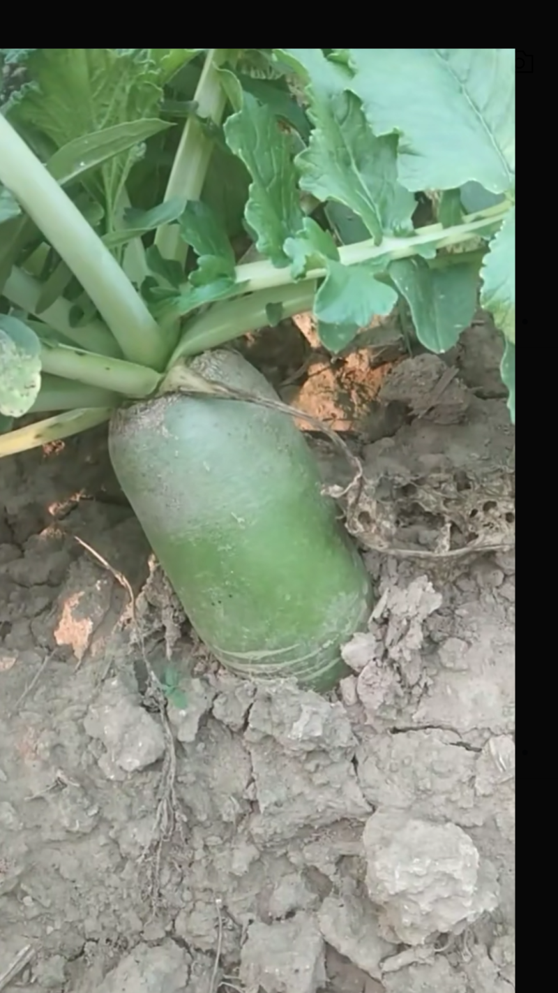 精品青萝卜无裂口黑头空心可对接电商商超交通便利，上货大
