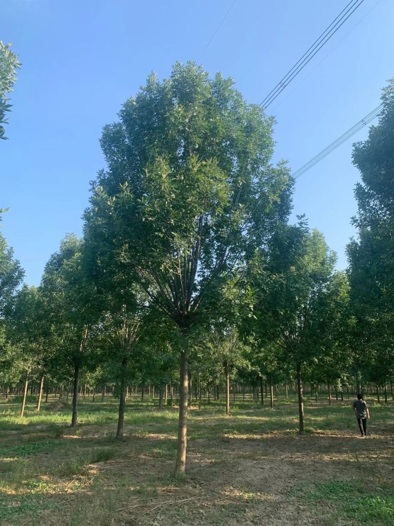 大量供应12之15公分皂角树，实地照片欢迎选购