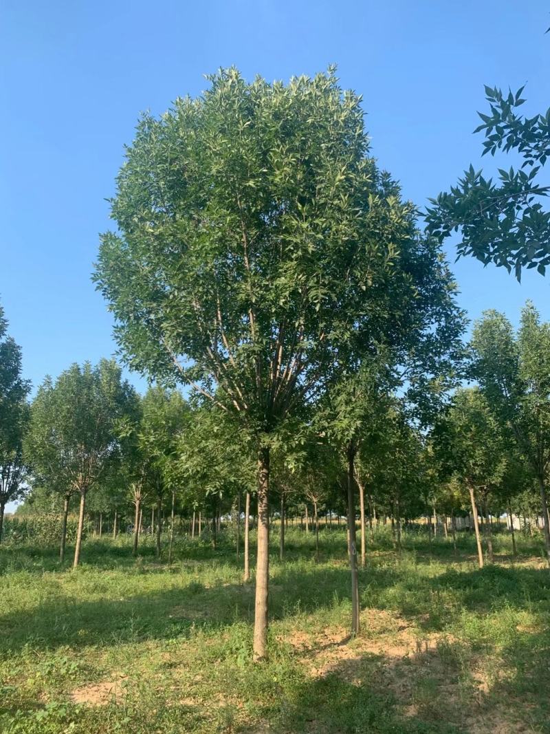 大量供应12之15公分皂角树，实地照片欢迎选购