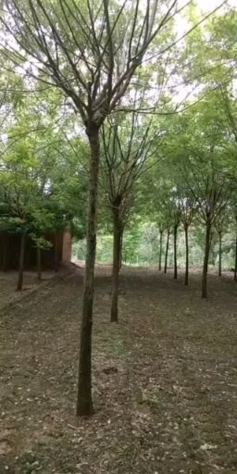 法桐3公分—5公分，品质保证，实地照片欢迎选购