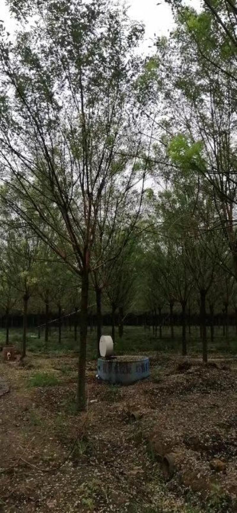 法桐3公分—5公分，品质保证，实地照片欢迎选购