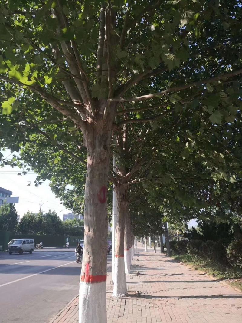 法桐3公分—5公分，品质保证，实地照片欢迎选购