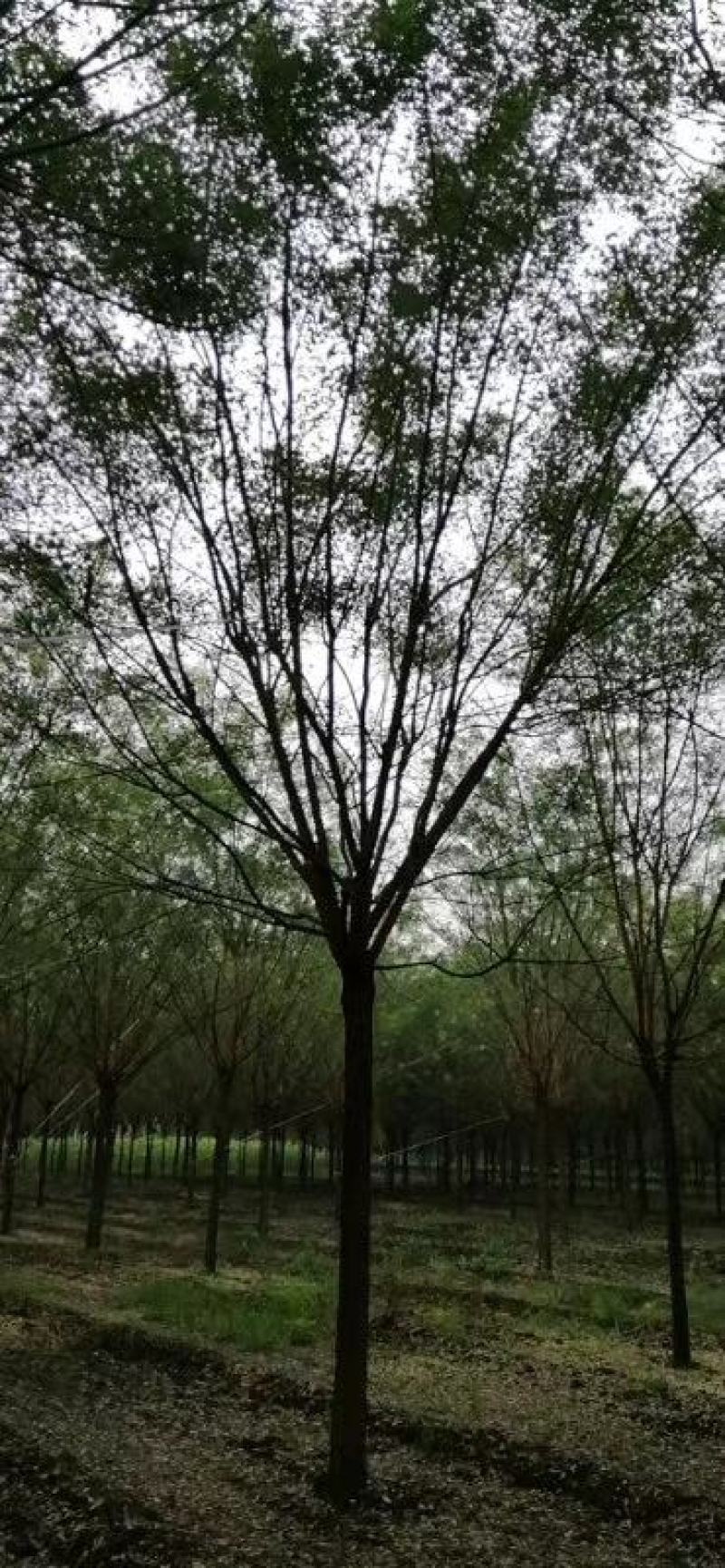 法桐3公分—5公分，品质保证，实地照片欢迎选购