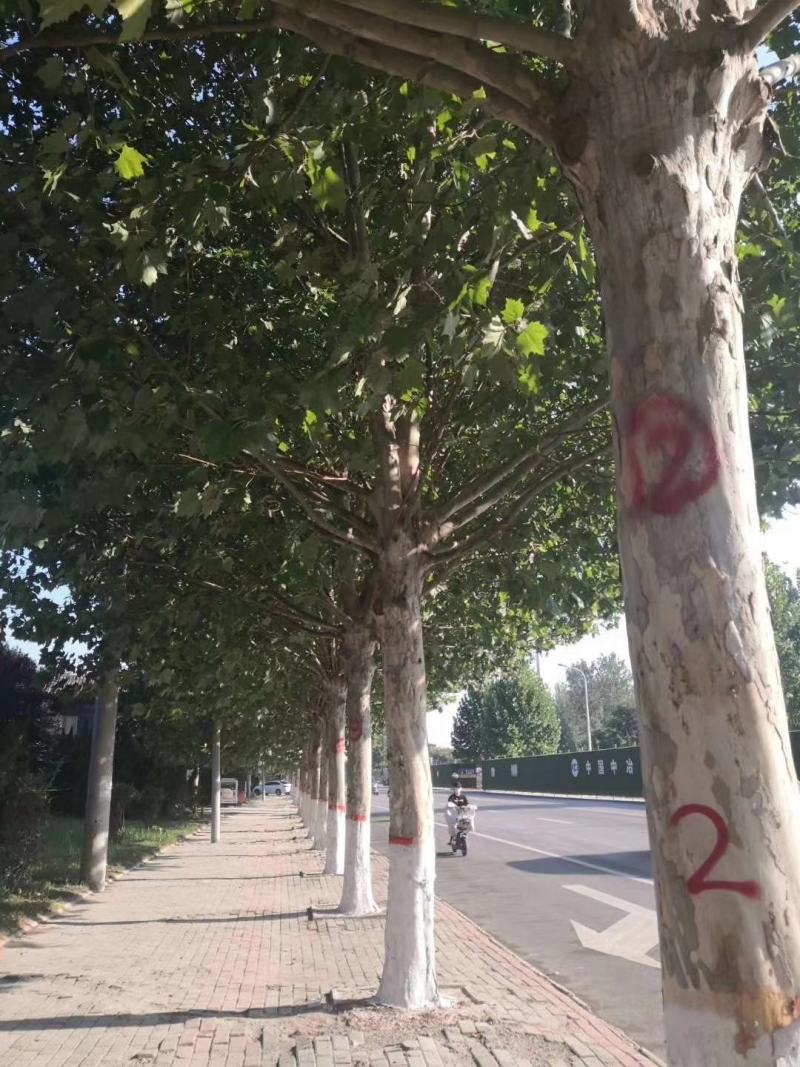 法桐3公分—5公分，品质保证，实地照片欢迎选购