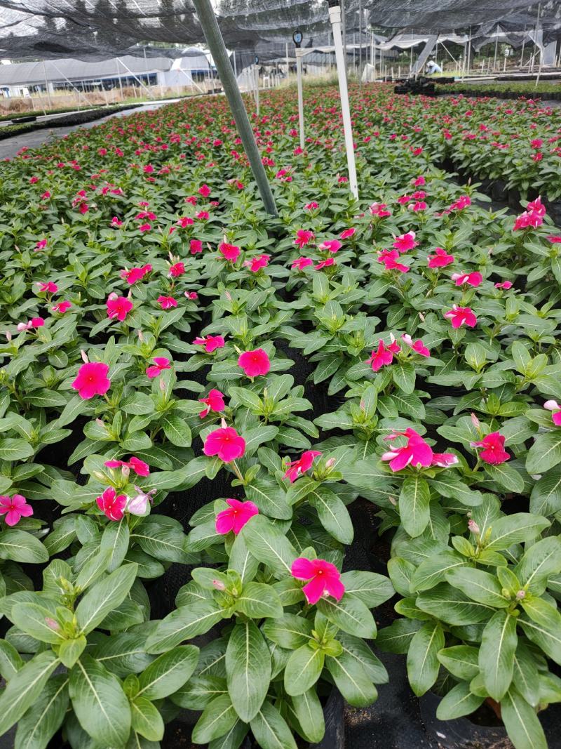 进口长春花，广东省佛山基地直销