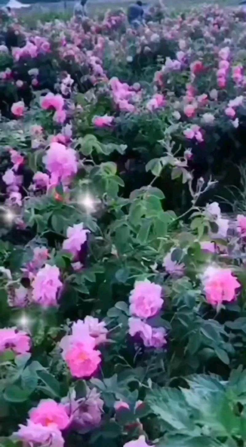 玫瑰鲜花酒美容养颜红酒