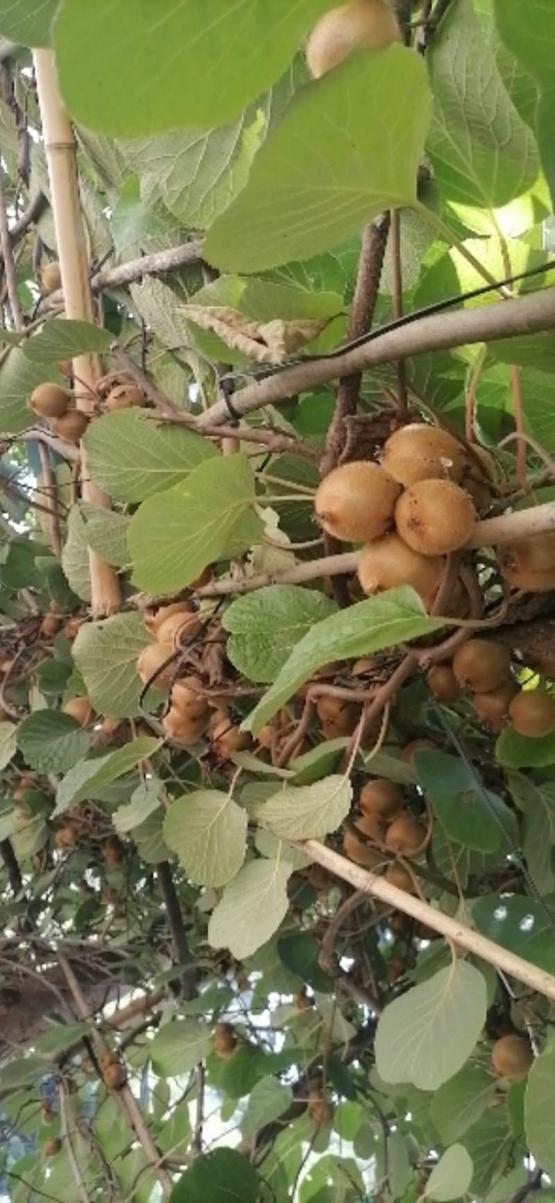 野生天然猕猴桃！欢迎大家前来选