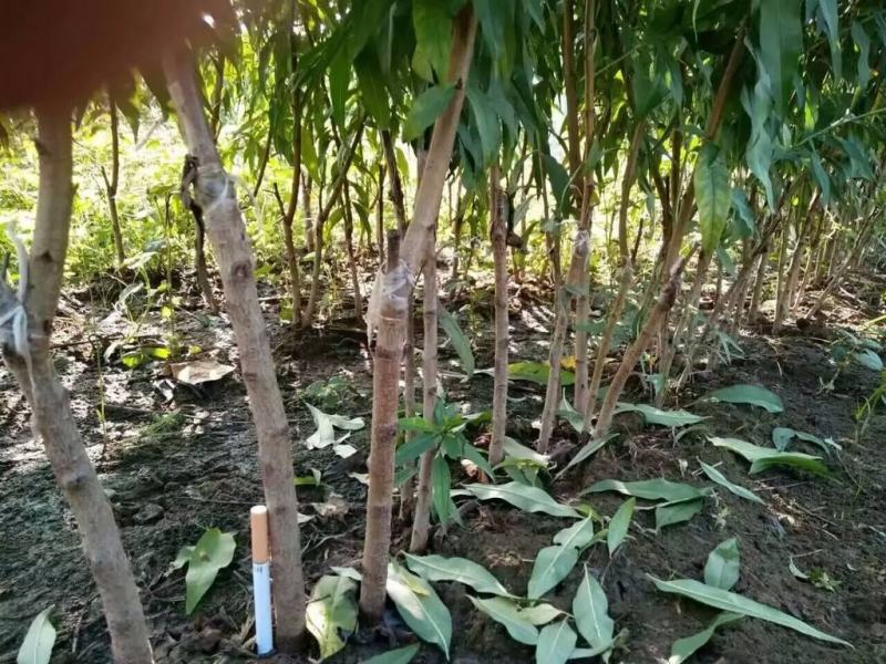 中华血桃树苗脆甜，含糖量22%产量高保品种保结果基地直发