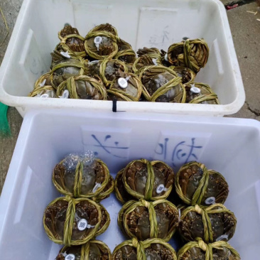 大闸蟹