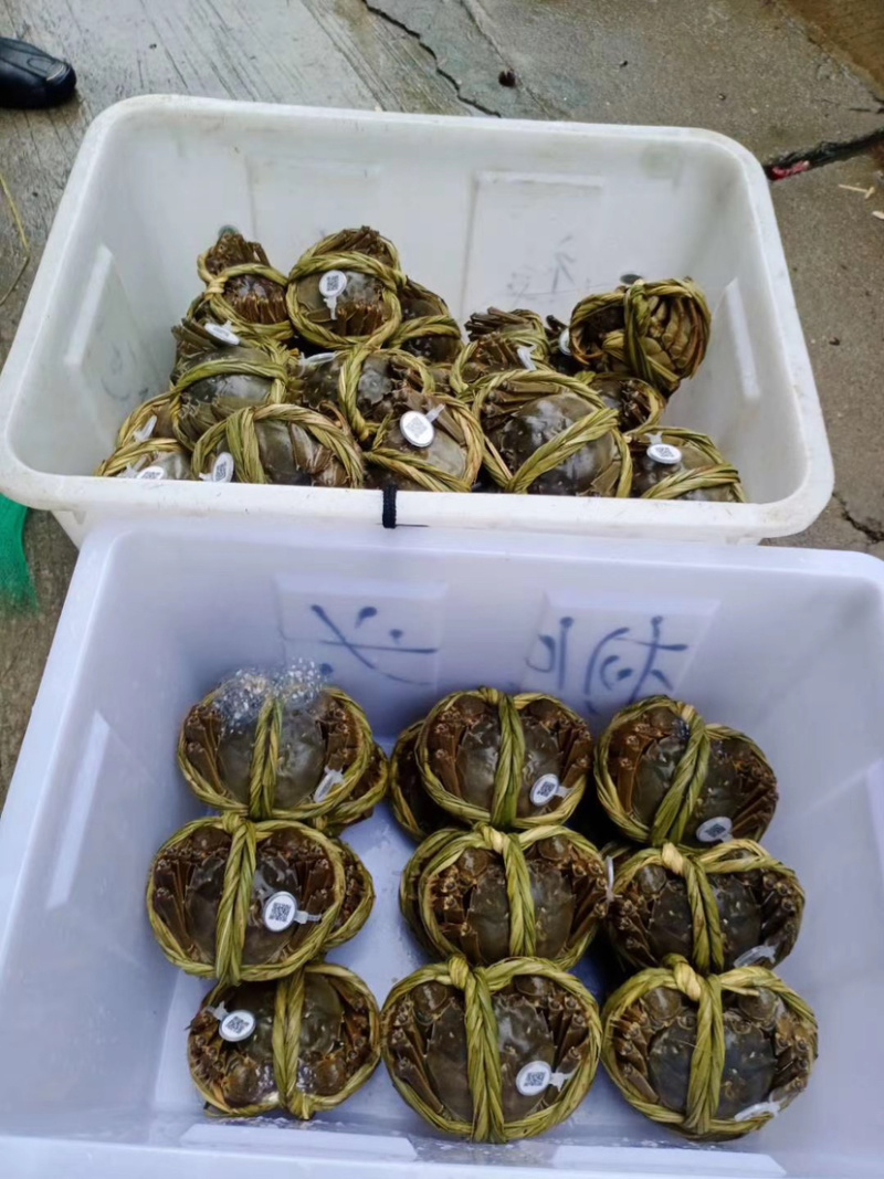 大闸蟹