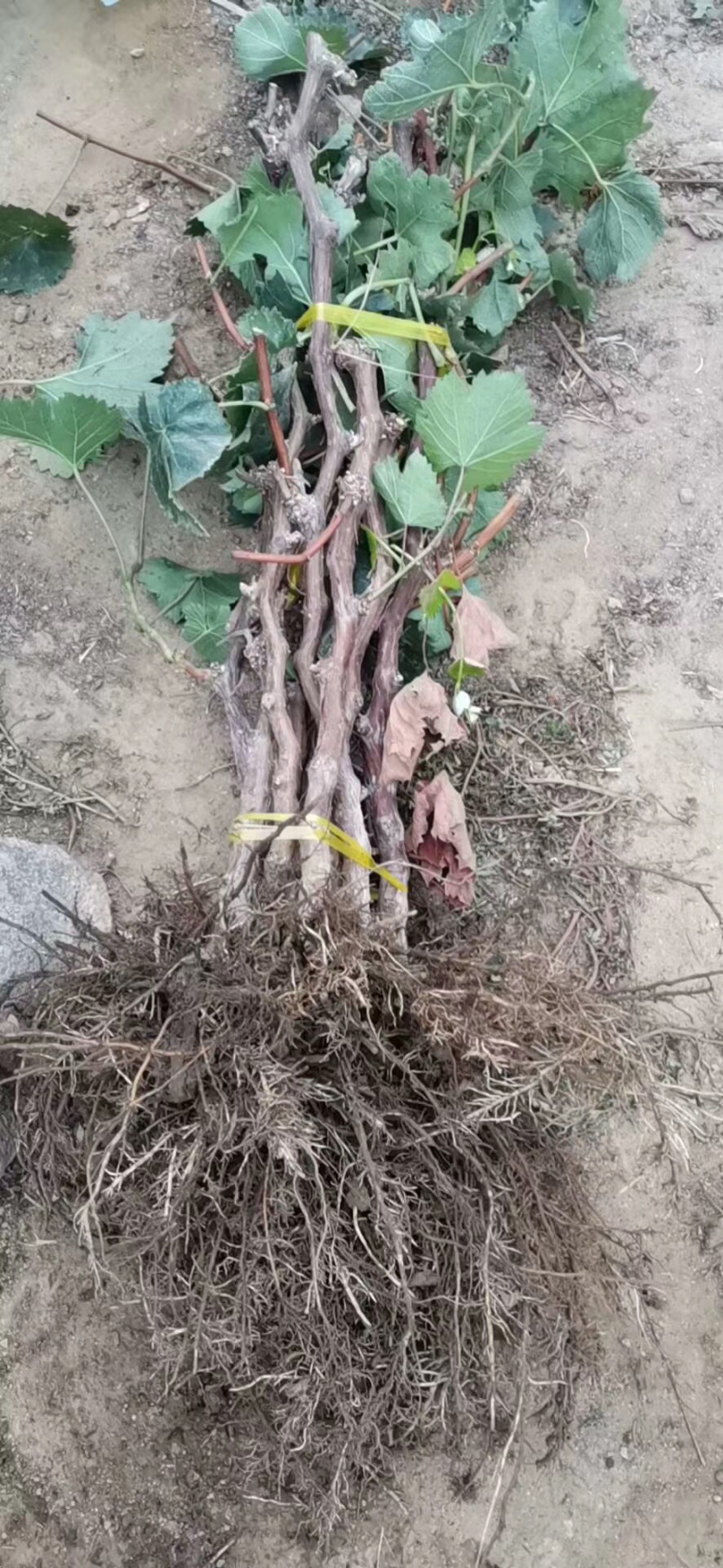 大葡萄树3公分葡萄树基地种植大量供应欢迎考察
