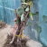 大葡萄树3公分葡萄树基地种植大量供应欢迎考察