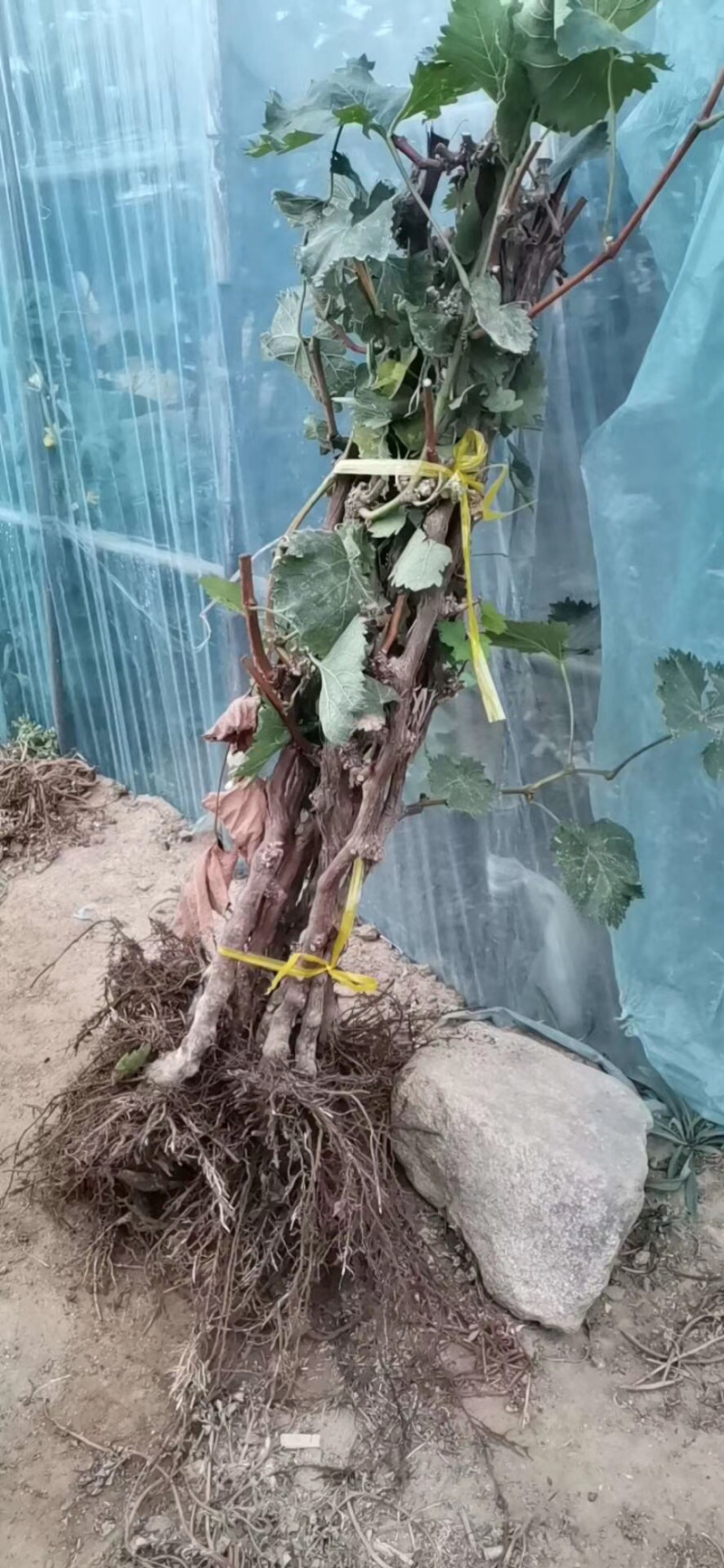 大葡萄树3公分葡萄树基地种植大量供应欢迎考察