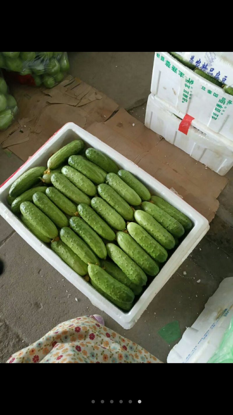 刚上市的精品旱黄瓜，小黄瓜质量好