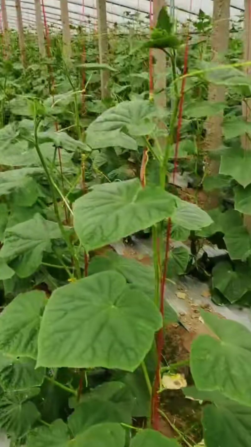 刚上市的精品旱黄瓜，小黄瓜质量好